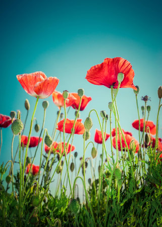 Floral background in vintage style for greeting card. Wild poppy flowers on summer meadow