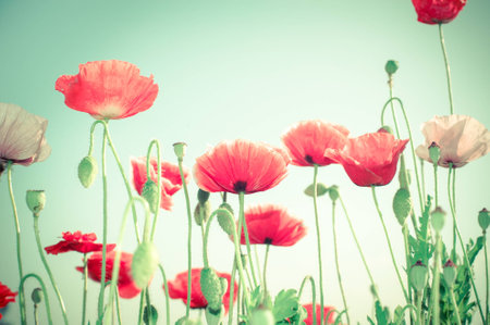 Floral background in vintage style for greeting card. Wild poppy flowers on summer meadowの写真素材