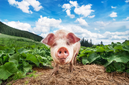 Cute pig grazing at summer meadow at mountains pasturage under blue sky