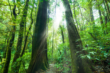 Amazing morning at deep rainforest with tropical plants and sunbeams