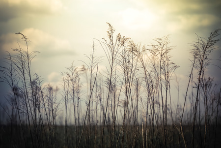 Abstract nature background with wild flowers and plants silhouettes at foggy mysterious sunrise. Early morning over the meadow at misty autumn. Blur effectの写真素材