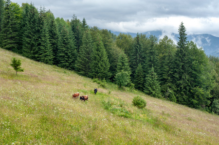 Cows at mountains pasturage. Foggy morning landscape with pine tree highland forest at Carpathians. Ukraine destinations and travel backgroundの写真素材