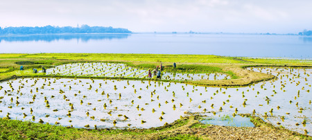 Amazing panorama view of rice fields at Taung Tha Man lake, Amarapura, Mandalay region. Myanmar (Burma) travel landscape and destinationsの写真素材