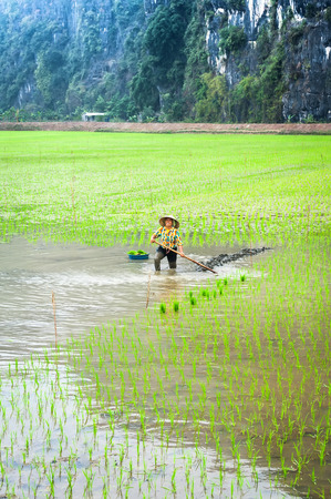 NINH BINH, VIETNAM - FEBRUARY 8, 2014: Vietnamese farmer works at rice field at foggy morning. Organic agriculture at southeast asiaのeditorial素材