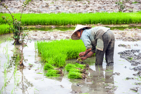 NINH BINH, VIETNAM - FEBRUARY 8, 2014: Vietnamese farmer works at rice field at foggy morning. Organic agriculture at southeast asiaのeditorial素材