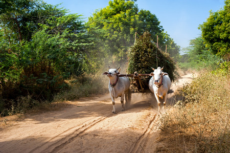 Amazing rural landscape with two white oxen pulling cart with hay on dusty road and Asian man riding. Myanmar (Burma)の写真素材