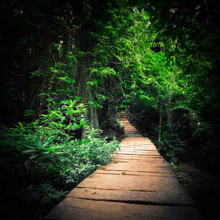 Fantasy jungle deep forest in dark colors. Wooden road path way through tropical trees. Concept landscape for mysterious backgroundの写真素材