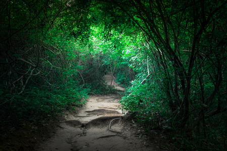Fantasy landscape of tropical jungle forest with tunnel and path way through lush