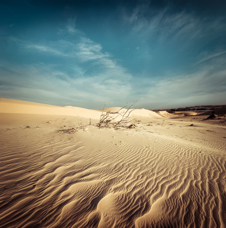Desert landscape with dead plants in sand dunes under sunny sky. Global warming concept. Nature backgroundの写真素材