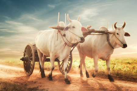 Amazing asian rural landscape with two white oxen pulling wooden cart with hay on dusty road at sunset. Bagan, Myanmar (Burma)の写真素材