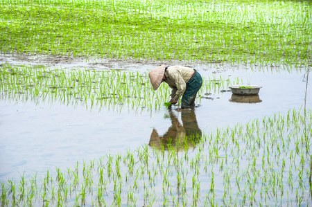 Vietnamese farmer works at rice field at foggy morning. Ninh Binh, Vietnam travel landscapes and destinations. Organic agriculture at southeast asiaの写真素材