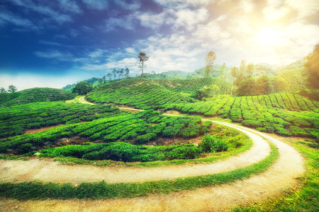 Amazing panorama view of tea plantation with rural road under blue sunny sky. Nature landscape of...