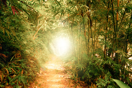 Surreal colors of fantasy landscape at tropical jungle forest with sun rays shining through tunnel in dense vegetationの写真素材