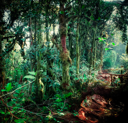 Surreal magic of wild forest. Inclined tree trunk and roots overgrown with thick green moss against tall stems of exotic plant on background. Lush vegetation of tropical rainforest. Fairy tale conceptの写真素材