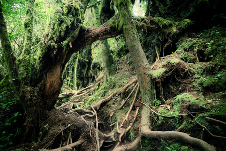 Surreal magic of wild forest. Inclined tree trunk and roots overgrown with thick green moss against...