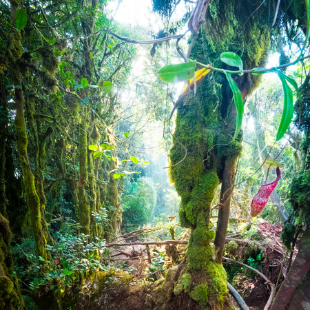 Fantasy mystical tropical mossy forest with amazing jungle vegetation and Nepenthes pitcher flower, exotic carnivorous plant growing among fluffy moss. Nature landscape for mysterious backgroundの写真素材