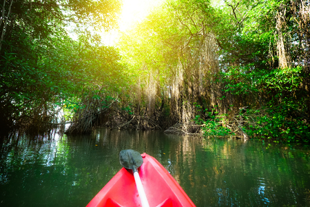 Paddling canoe through fantasy landscape of mangrove forest. Amazing beauty of wild nature and travel activity in Sri Lankaの写真素材