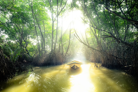 Fantasy jungle landscape of tropical river and mangrove rain forest at sunny day. Boat sails through lit by sun tunnel in lush . Sri Lanka nature and travel destinationsの写真素材