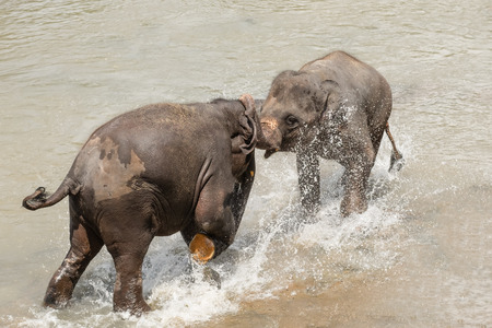 Big Asian elephants relaxing, bathing and crossing tropical river. Amazing animals in wild nature of Sri Lankaの写真素材