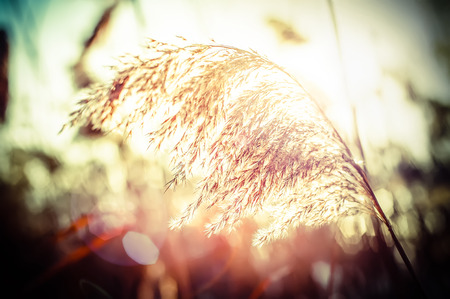 Amazing winter day at sunset. Sun rays shining through dry reed grassesの写真素材