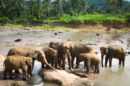 Asian elephants family relaxing and bathing in tropical river. Amazing animals in wild nature of Sri Lankaの写真素材