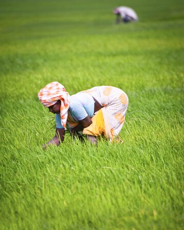 THANJAVOUR, INDIA - FEBRUARY 13: Indian woman works at rice field. India, Tamil Nadu, near Thanjavour. February 13, 2013のeditorial素材