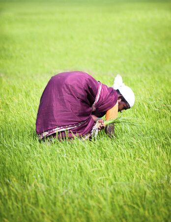 THANJAVOUR, INDIA - FEBRUARY 13: Indian woman works at rice field. India, Tamil Nadu, near Thanjavour. February 13, 2013のeditorial素材