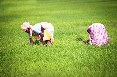 THANJAVOUR, INDIA - FEBRUARY 13: Indian woman works at rice field. India, Tamil Nadu, near Thanjavour. February 13, 2013のeditorial素材