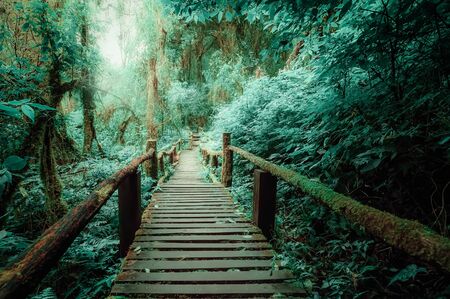 Mysterious landscape of foggy forest with wooden bridge runs through dense foliage. Surreal beauty...