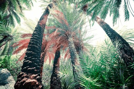 Abstract mysterious landscape of deep forest with exotic palm trees. Bright composition of tropical plants in wild nature. Surreal beauty of dense jungles. Fantasy colors and fairy tale backgroundの写真素材
