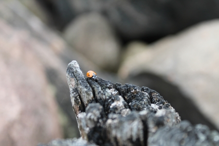 Ladybugの写真素材