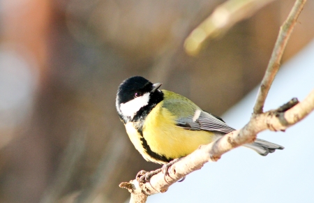 Titmouseの写真素材