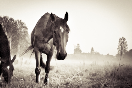 Horsesの写真素材