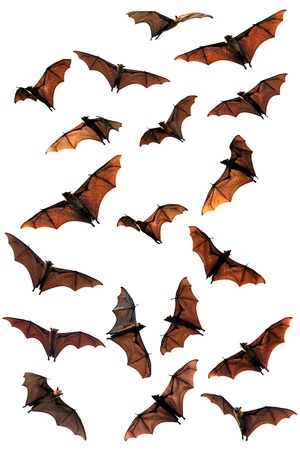 Creepy Halloween fruit bats  flying foxes の写真素材