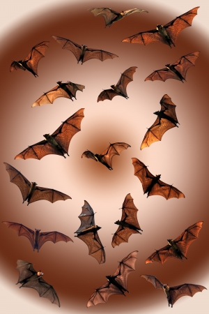 Spooky Halloween fruit batsの写真素材