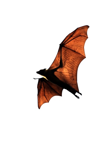 Fruit bat (flying fox)の写真素材