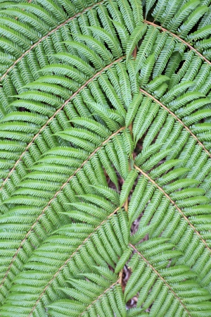 Green fernの写真素材