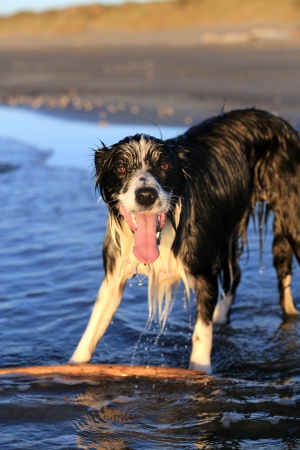 Border collie dog with stick on beachの写真素材