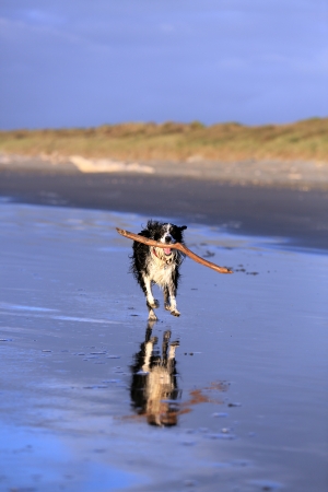 Border collie dog fetching stick on beachの写真素材