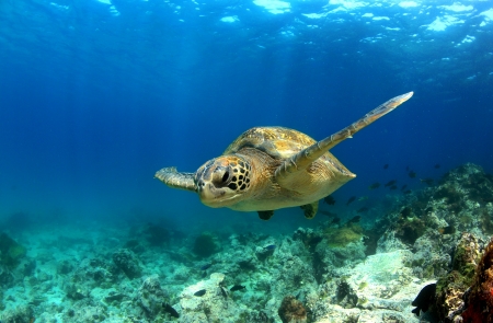 Green sea turtle swimming underwaterの写真素材