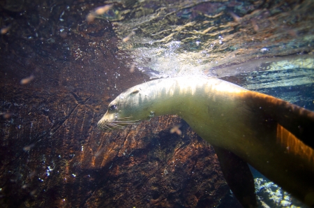 Sea lion underwater amongst volcanic rocksの写真素材
