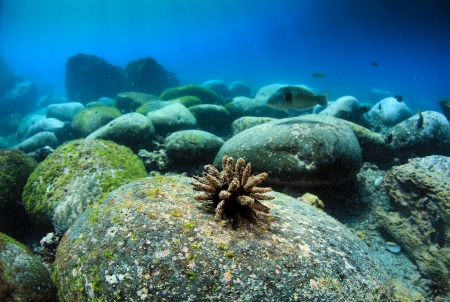Underwater boulder bank in the Galapagos Islandsの写真素材