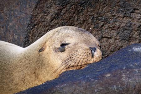 Sea lion sleeping amongst rocksの写真素材