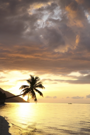 Palm tree on tropical island beach at sunset in Raja Ampat, West Papuaの写真素材
