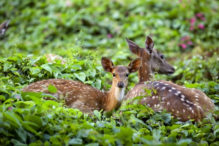 Cute fawn with mother in forest, Sri Lankan axis deerの写真素材