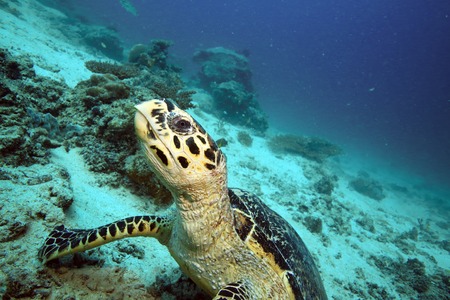 Hawksbill sea turtle underwater at Mabul Island, Borneoの写真素材