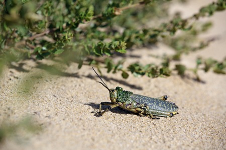 Green grasshopper sunbathing on sandの写真素材