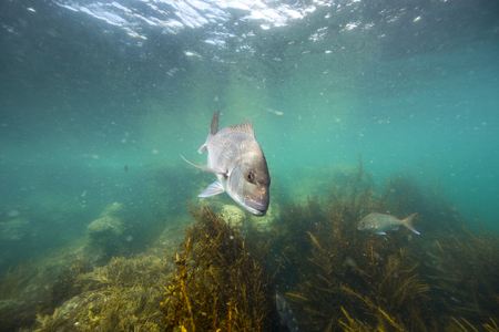 Snapper fish underwater swimming over kelp forest at Goat Island, New Zealand