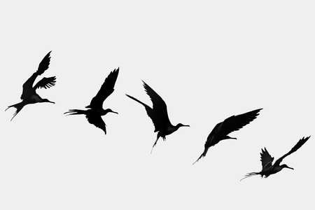 Magnificent frigate bird flying sequence, Galapagos Islandsの写真素材