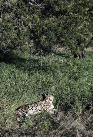 A cheetah (Acinonyx jubatus) resting in lush green grass in South Africaの写真素材